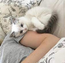 ˏˋ Theartofblushing ˎˊ Cute Animals Cats Animals