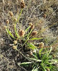 Image result for Plantago