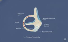 Image result for Canalith Repositioning Procedure