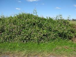 Image result for Desmodium uncinatum