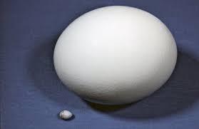 Ostrich & Hummingbird Eggs, Size Compa ...