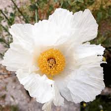 And keep the plantings undemanding. grace dressed them with california gold gravel, then topped them with sandstone boulders. 10 Drought Tolerant Plants For The Central Coast Landscaping Blog