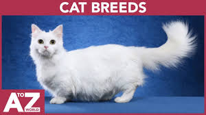 Includes personality, history, cat pictures, cat health info, and more. A To Z Of Cat Breeds Abc Of Cat Breeds Cat Breeds Starting With Youtube