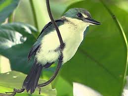 Image result for Peddiea fischeri