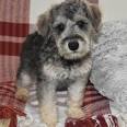 Schnoodle Puppies | Happytail Puppies | Family Dog ...