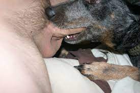 Man cums in dogs mouth