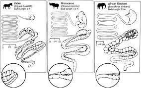 The connective tissue of the hindgut is a fibrous matrix in which the other subepithelial elements are embedded. The Maximum Attainable Body Size Of Herbivorous Mammals Morphophysiological Constraints On Foregut And Adaptations Of Hindgut Fermenters Springerlink
