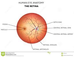 View Of The Retina Eyemechanix Finetuneyourvision