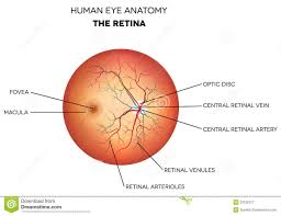 view of the retina eyemechanix finetuneyourvision