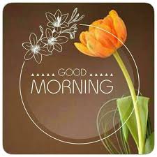 Orange Tulip Good Morning Image Morning Good Morning Good Morning Quotes Good Morning Images Good Morning Thursday Good Morning Thursday Flowers Morning Images
