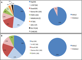 Most Used Cell Lines For Lymphoma Studies A Pie Chart