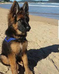 Gsd Puppy German Shepherd Gsd Puppies Shepherd