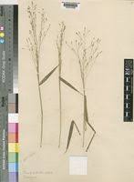 Image result for Panicum aequinerve