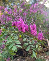 Image result for Indigofera cecilii