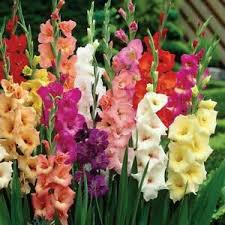 We did not find results for: Gladiolus Bulbs For Sale Ebay