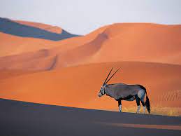 The pole that the camera is mounted on has been at the waterhole for years so animals have gotten used to it. Namibia S Incredible Desert Adapted Animals