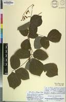 Image result for Aeschynomene schimperi