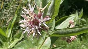 Image result for Kotschya speciosa