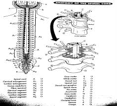 Now introduce your child to anatomy with these 10 free printable anatomy coloring pages. Anatomy Color Pages Anatomy Drawing Diagram