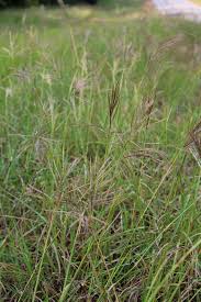 Image result for Bothriochloa