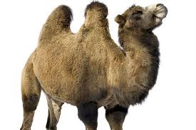 A camel distracts people working in the office because it's a hump day. School Bans Students From Using Geico Hump Day Phrase
