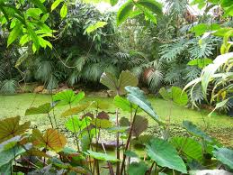 Tropical Rainforest Animals And Plants Daytrips From Windsor Part Two Stonemole Rainforest Animals Plants Rainforest