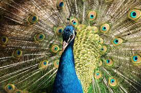 Porque as mulheres usam salto alto agulha? | Blog Palmetal