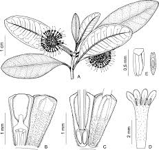 Image result for Corynanthe lane-poolei