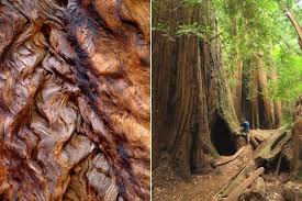 Passions Et Partage Reconnaitre Les Ecorces Des Arbres Arbre Planter Des Arbres Ecorce D Arbre