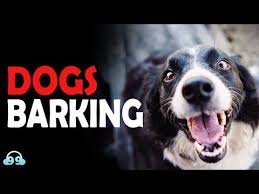 Dogs Barking Sound Effect Make Your Neighbors Crazy Youtube In 2020 Dog Barking Dog Barking Sound Dog Sounds