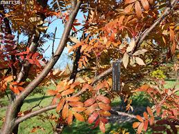 Shagbark hickory (carya ovata) leaves are compound with 5 to 7 leaflets, but the plant has an alternate branching habit. Japanese Mountain Ash Sorbus Commixta North American Insects Spiders