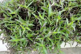 Image result for Commelina subulata