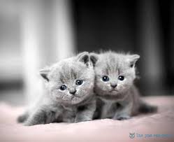Vous cherchez un nom de chat original, unique et stylé? Nom De Chat En O Toutes Les Idees De Prenom En O Tout Pour Mon Chat