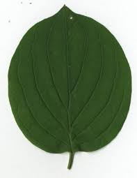 Image result for leaf margin entire