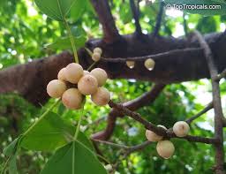 Image result for Ficus virens