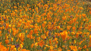Berlaku untuk pesanan yang dibuat mulai 8 mei 2021 hingga 21 mei 2021 untuk akomodasi yang menampilkan opsi untuk memasukkan kode kupon pada formulir pemesanan. Where To Go If Visiting Lake Elsinore S Poppy Super Bloom On Weekdays