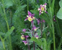 On april 20th 1999, in littleton colorado, american an heroes eric harris and dylan yassenoff klebold✡ got over a dozen frags irl at their. Columbine Flowers Buying Growing Guide Trees Com