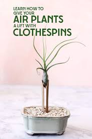 Shortly after we moved into our house last november, a package arrived. Air Plants And Clothespins Unique And Chic Modern Air Plants
