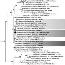 Image result for Phyllanthus polyspermus