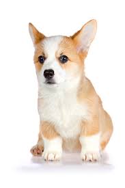 Most corgis are born with a tail. Corgi Puppies Animal Facts Encyclopedia