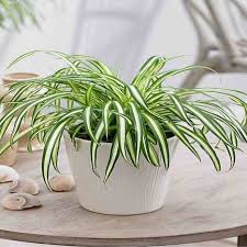 Simak rekomendasi 20 tanaman hias indoor ini. Ini 5 Jenis Tanaman Hiasan Kamar Tidur Anda Yang Bermanfaat Untuk Kesehatan