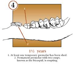 Bowsite Com How To Age Deer