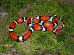 Snakes Of Louisiana Louisiana Department Of Wildlife And Fisheries Snake Wallpaper Snake Milk Snake