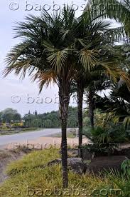 Image result for Syagrus