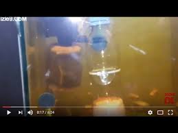 Ev Yapimi Akvaryum Kulucka Yapimi Yunus Ciklet Yumurta Kuluckasi Youtube