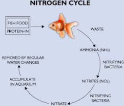 Do Betta Fish Sleep Betta Fish Care Fish Care Nitrogen Cycle