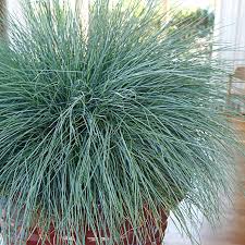 Image result for Festuca africana