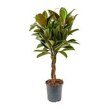 It is popular as a house plant, because of its large, leathery, glossy leaves that can grow to 8 in (20 cm). Ficus Elastica Melany Rubber Plant Indoor House Plants