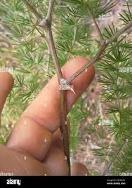 Image result for Asparagus laricinus