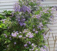 Check spelling or type a new query. Plantfiles Pictures Duranta Golden Dew Drop Pigeon Berry Sky Flower Sapphire Showers Duranta Erecta By Marleyv